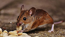 24 Hour & Emergency Exterminators in Lake Wissota, WI